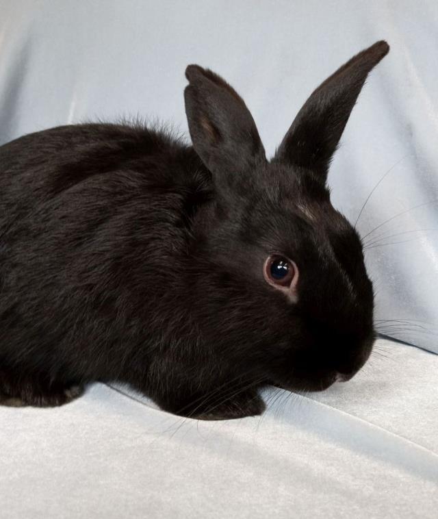Enlarge TABASCO, a Adoptable Havana in Santa Maria, CA image 1/1