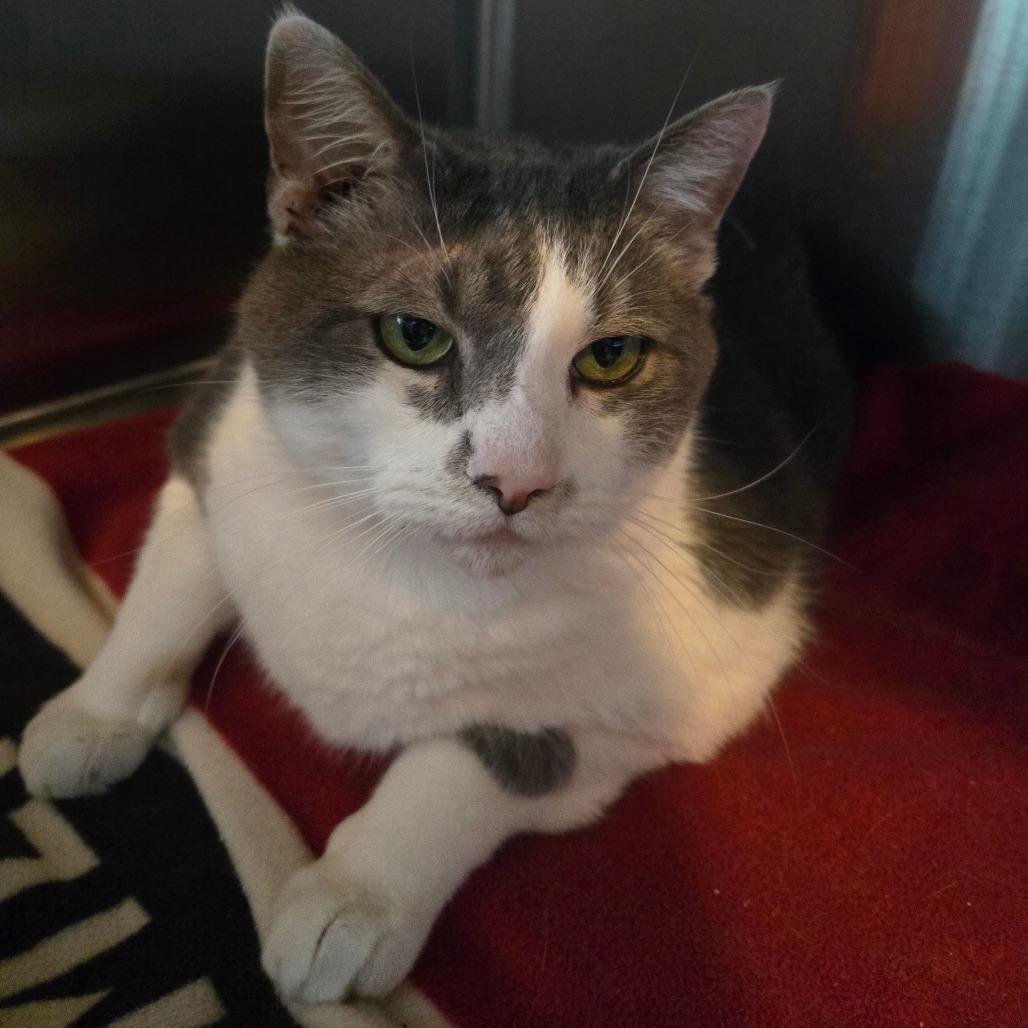 Meat Roll — thumbnail 2