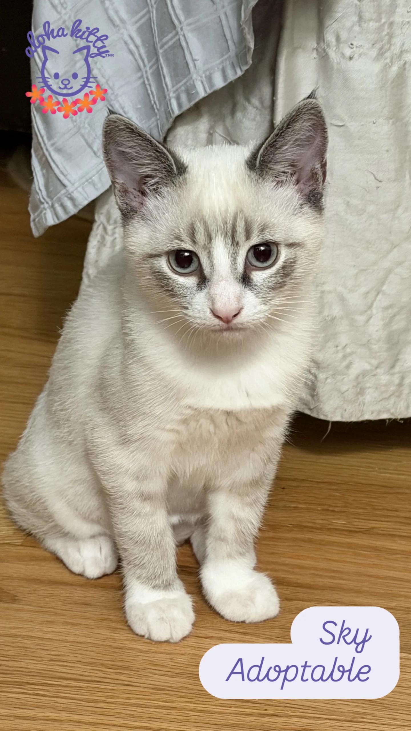 Sky, Adopted, Young Male Domestic Short Hair & Siamese.