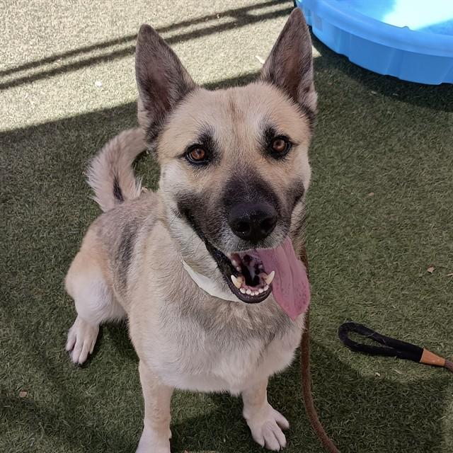 MONTY, Adoptable, Young Male German Shepherd Dog & Akita.