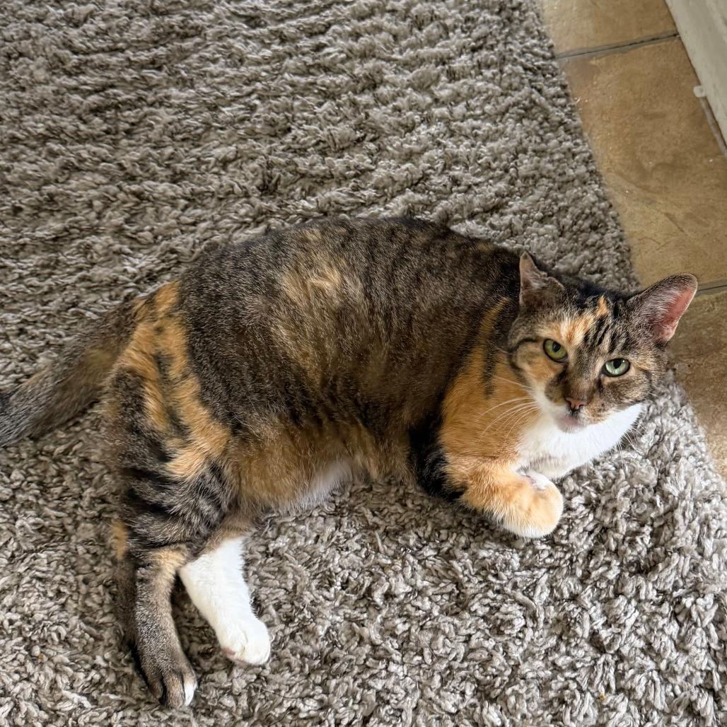 Miss, Adoptable, Senior Female Domestic Short Hair & Mixed Breed.