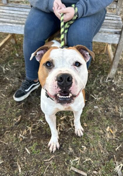 Butter Cup, Young Male Pit Bull Terrier