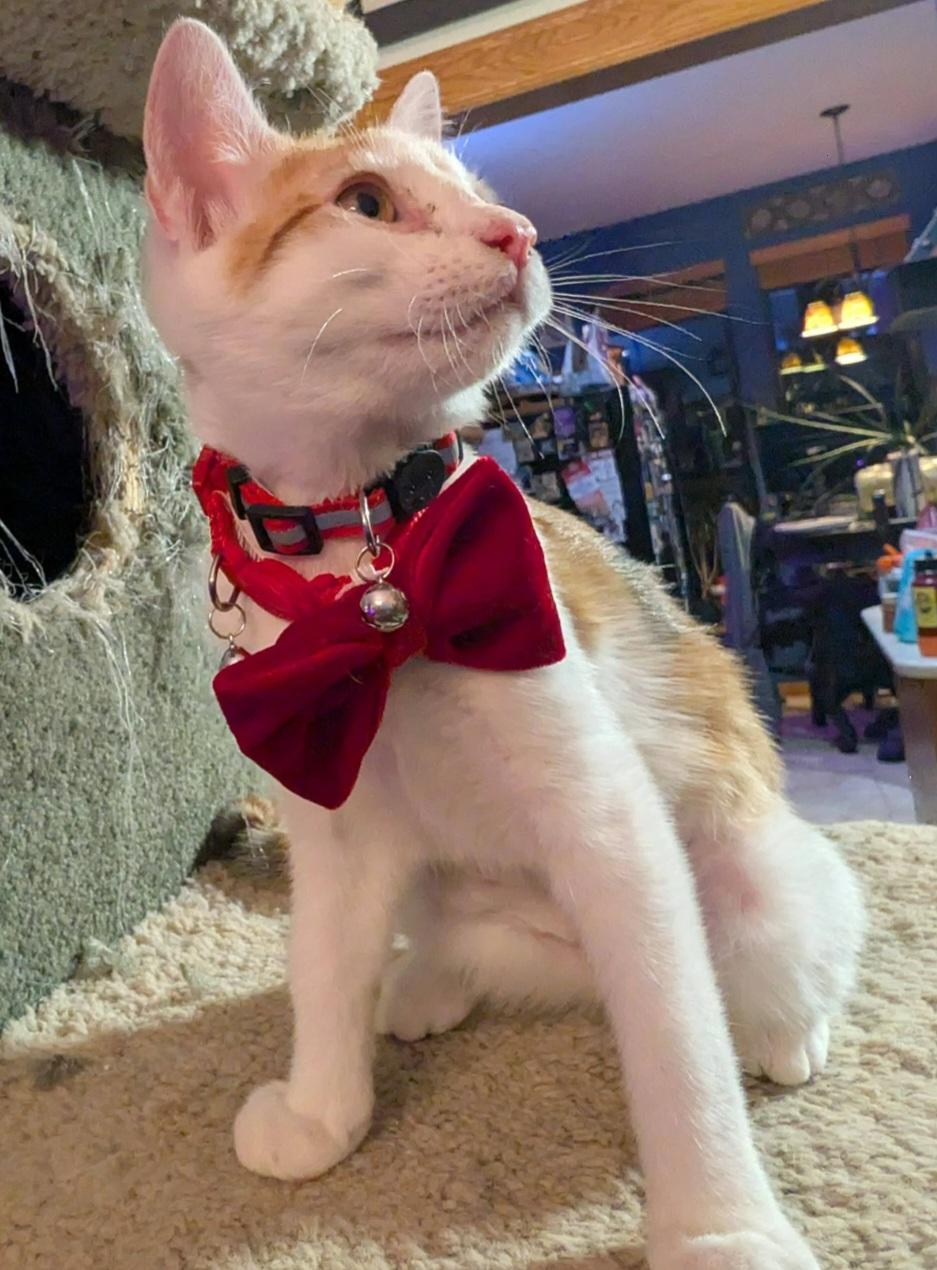 Enlarge Minnie & Noodle, an adopted mixed breed in Oklahoma City, OK image 2/2