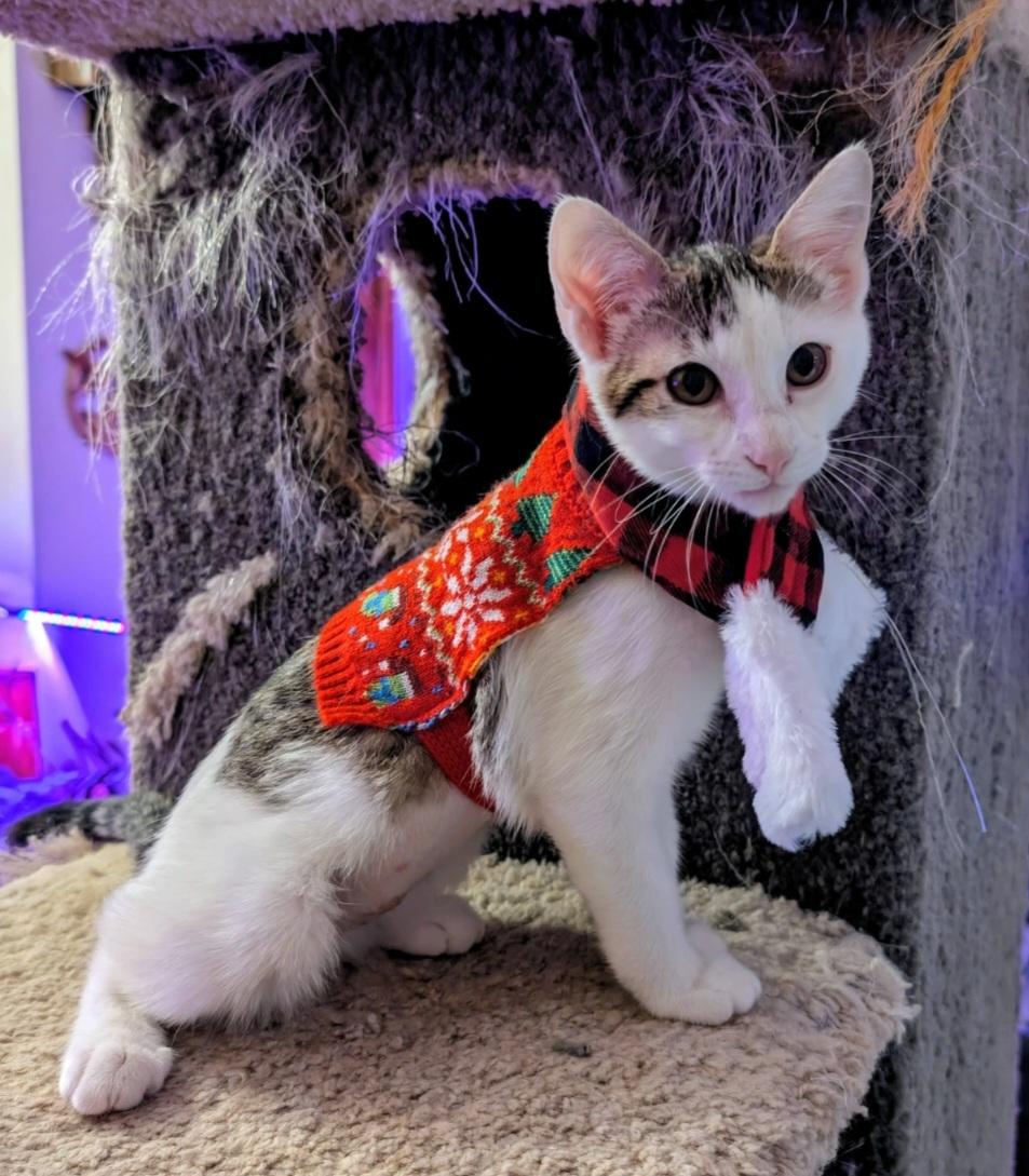 Minnie & Noodle, adopted, Young Female Domestic Short Hair.