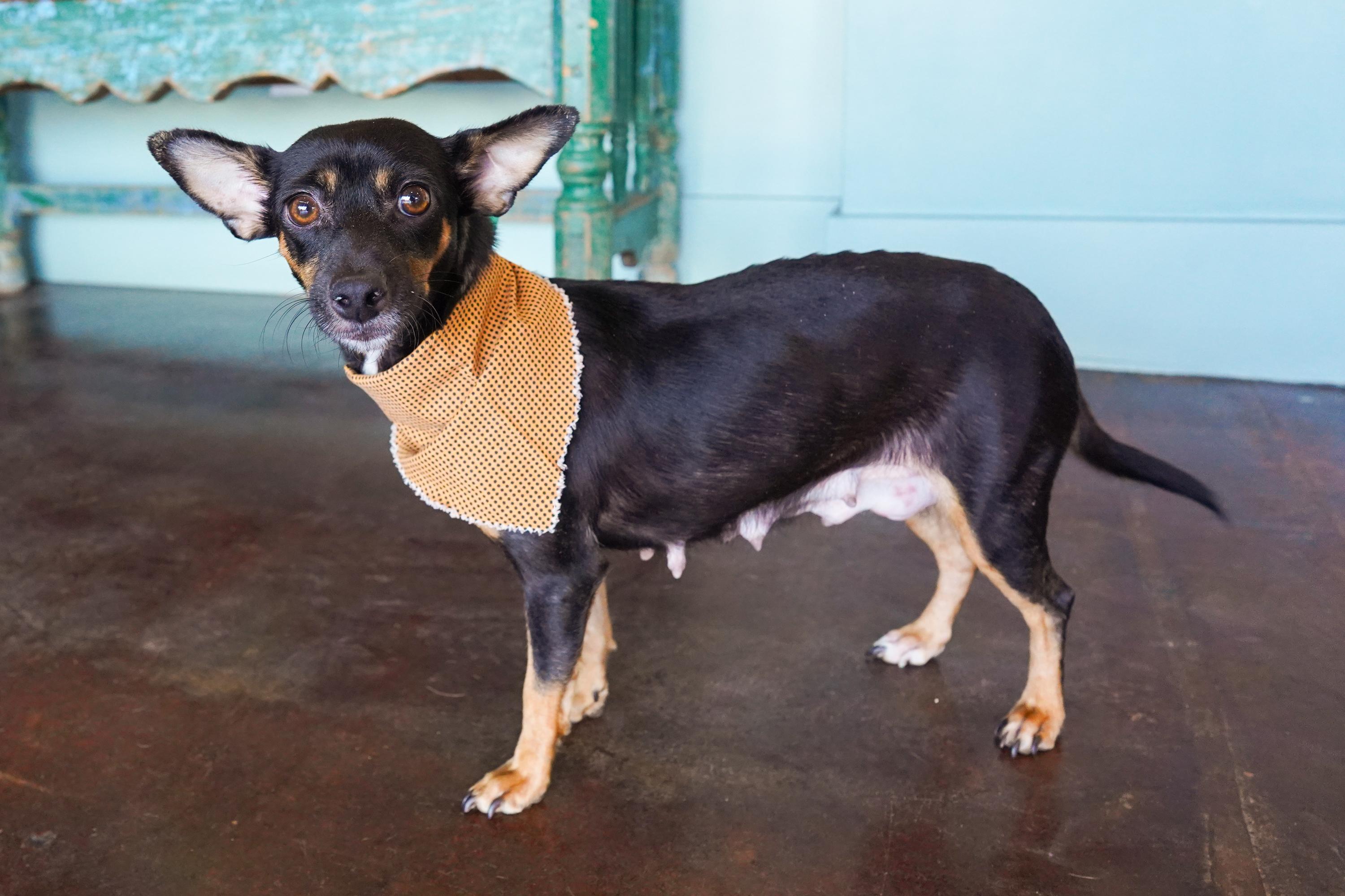Enlarge Pocketbook, a Adoptable mixed breed in San Antonio, TX image 2/4