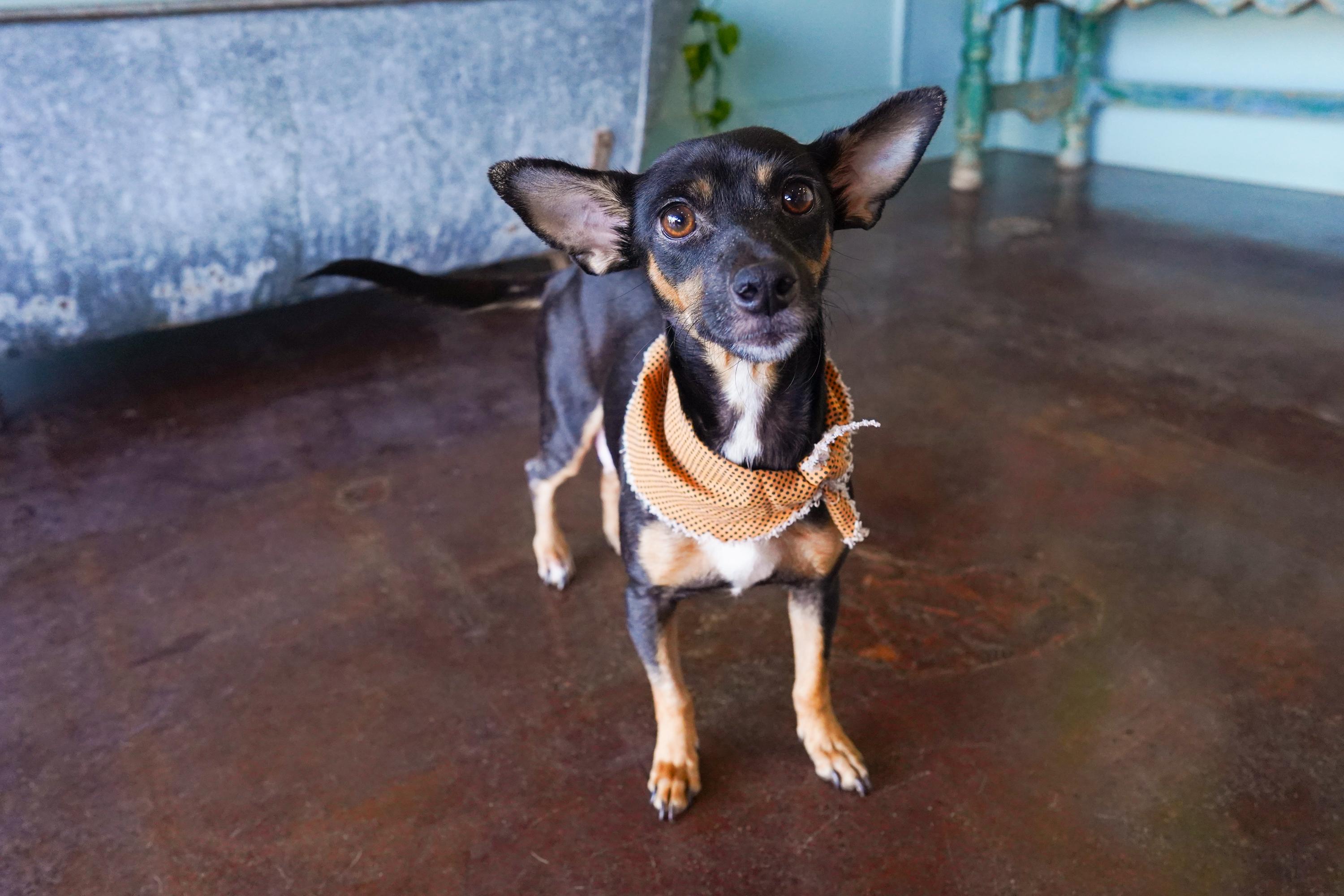 Enlarge Pocketbook, a Adoptable mixed breed in San Antonio, TX image 1/4