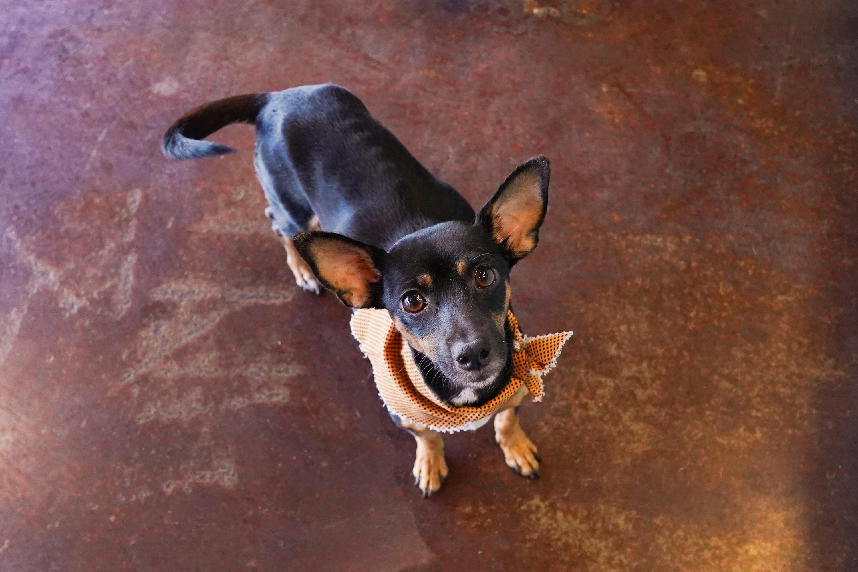 Enlarge Pocketbook, a Adoptable mixed breed in San Antonio, TX image 3/4