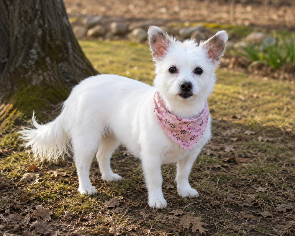 Sweet Pea, Adoptable, Senior Female Chihuahua & Yorkshire Terrier.