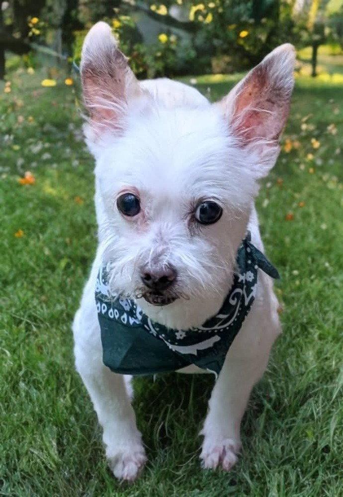 Sweet Pea, Adoptable, Senior Female Chihuahua & Yorkshire Terrier.