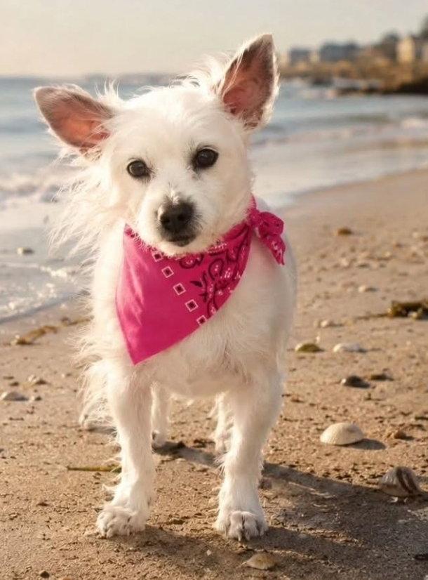 Sweet Pea, a Adoptable mixed breed in Caldwell, NJ image 2/3
