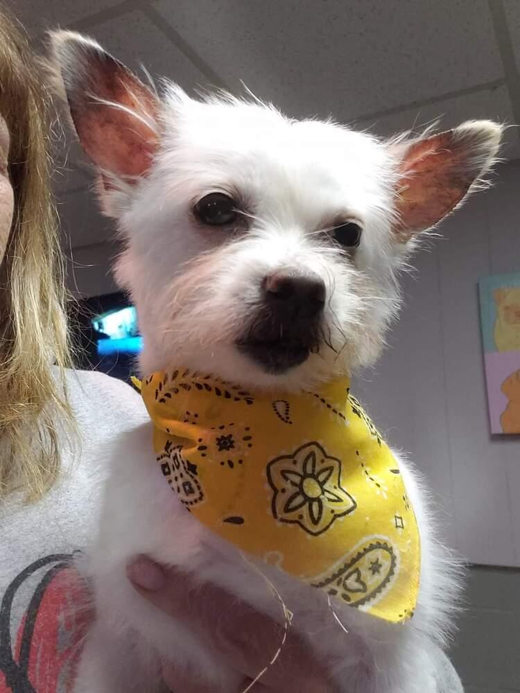 Sweet Pea, Adoptable, Senior Female Chihuahua & Yorkshire Terrier.