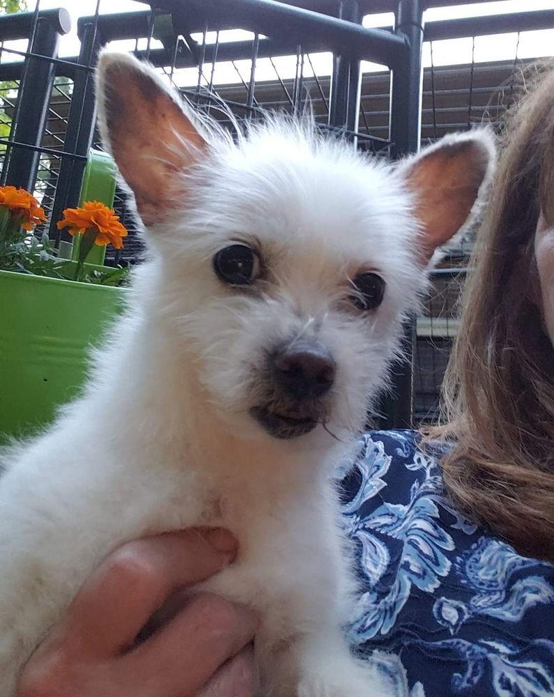 Enlarge Sweet Pea, a Adoptable mixed breed in Caldwell, NJ image 2/3