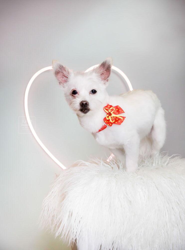 Sweet Pea, a Adoptable mixed breed in Caldwell, NJ image 2/5