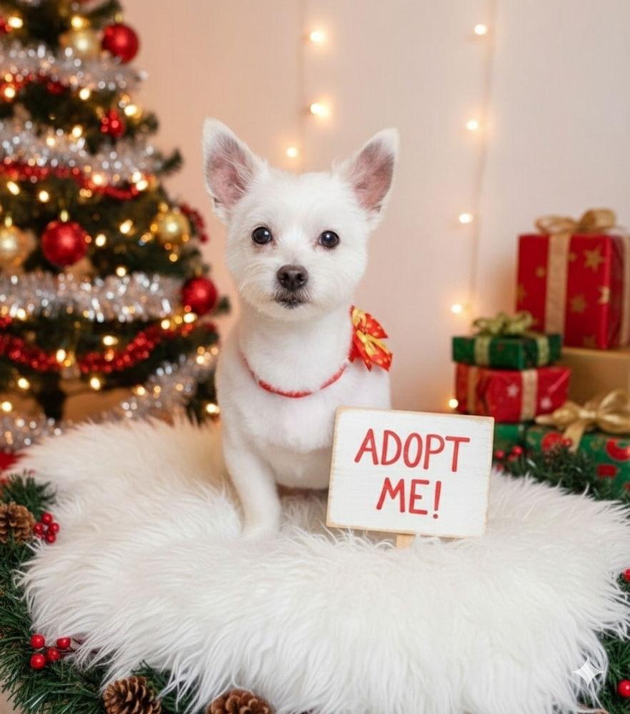 Enlarge Sweet Pea, a Adoptable mixed breed in Caldwell, NJ image 3/5