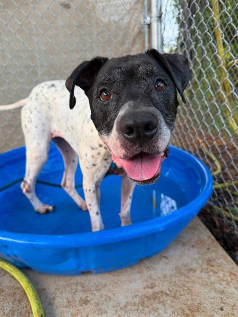Enlarge EVELYN, a Adoptable mixed breed in Charlotte, NC image 1/1
