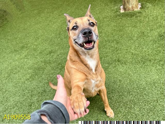 Enlarge NELLY, a Adoptable mixed breed in West Palm Beach, FL image 1/1
