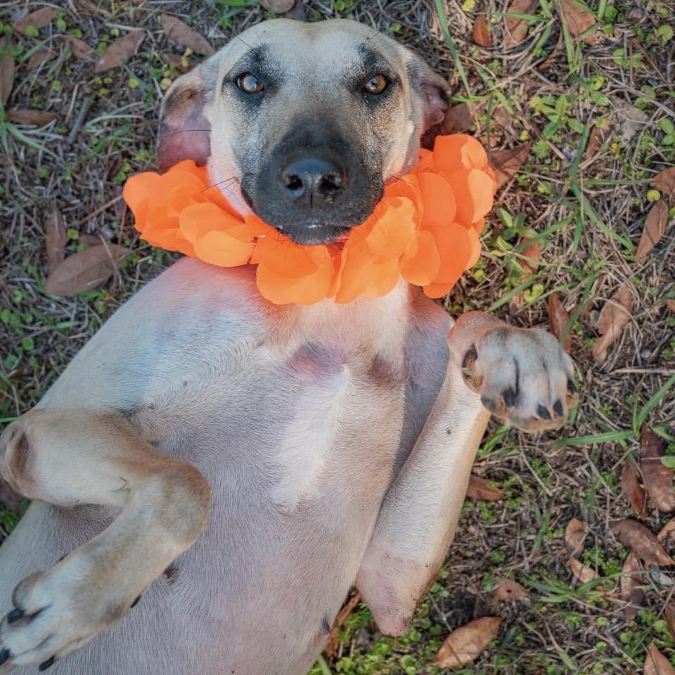 Larica, Adoptable, Adult Female Mixed Breed.