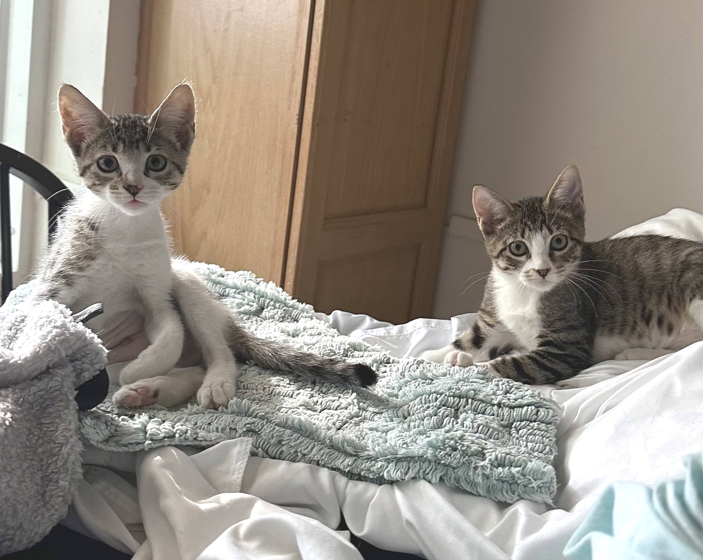 Cat for adoption Tatum (Sister of Wren), a Domestic Short Hair