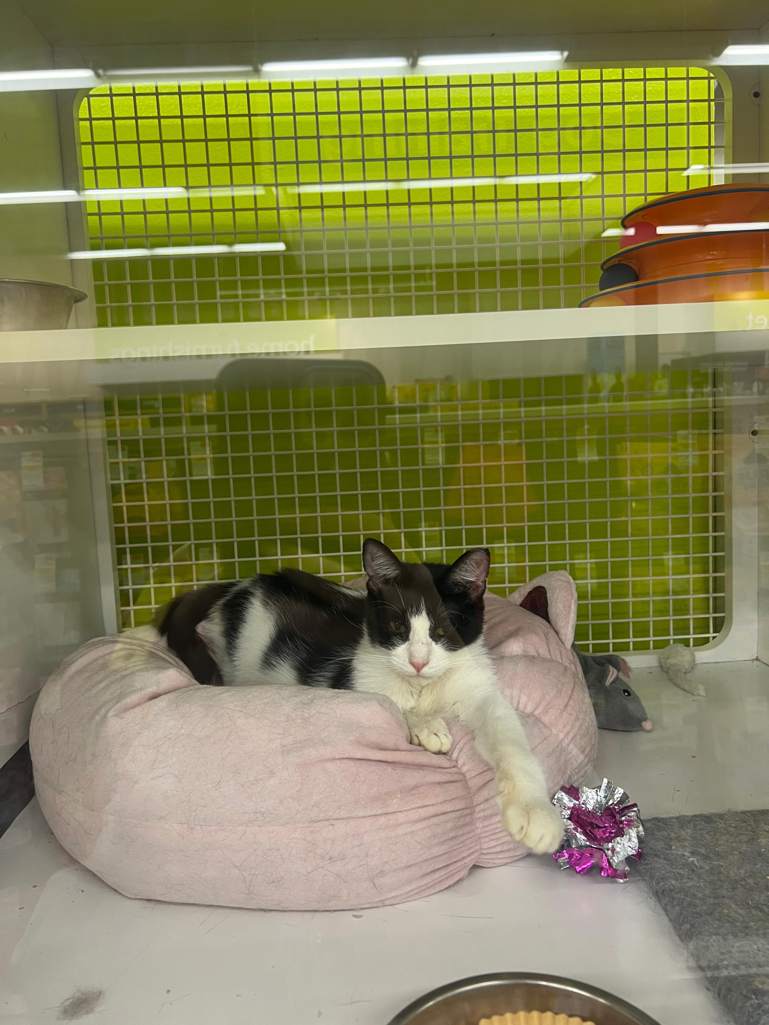 Enlarge Hecate, a Adoptable Domestic Short Hair in Clark, NJ image 3/3