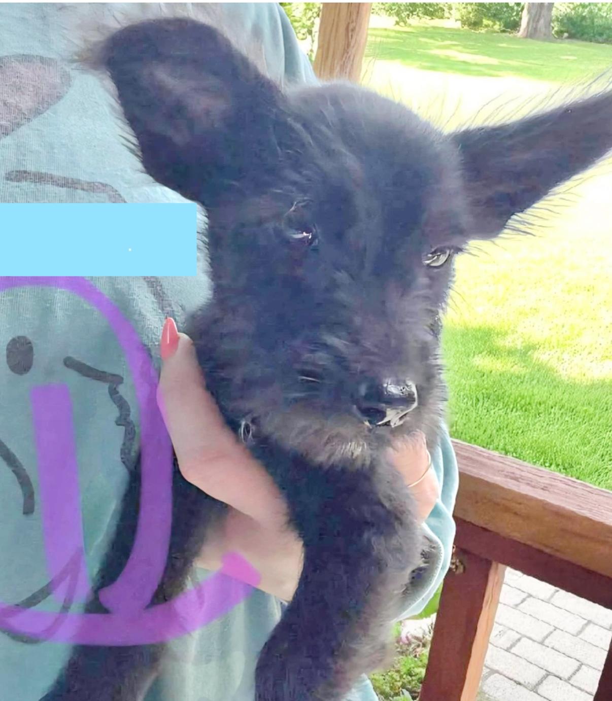 Fie, an adoptable Miniature Schnauzer, Schnoodle in Arlington , WA, 98223 | Photo Image 1