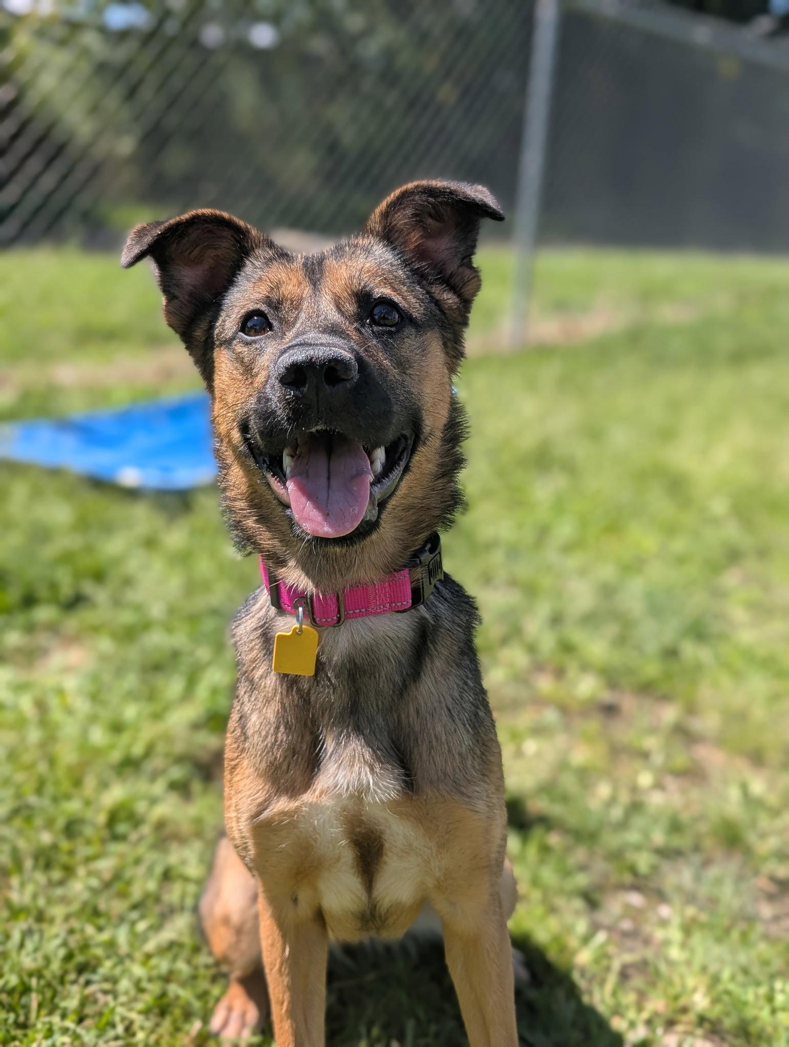 Enlarge Scotty - Adoption Pending, a Adoptable Shepherd in Cuyahoga Falls, OH image 2/3