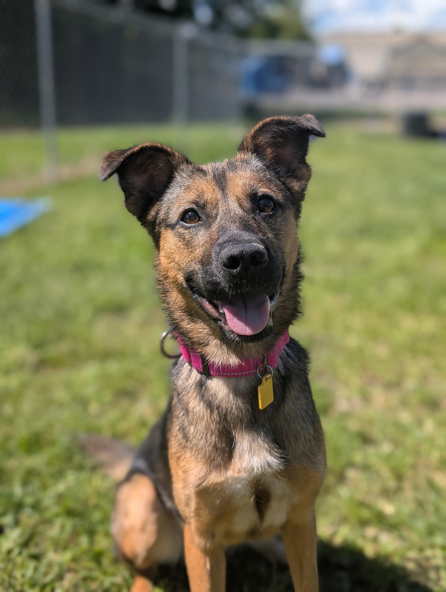 Enlarge Scotty - Adoption Pending, a Adoptable Shepherd in Cuyahoga Falls, OH image 3/3