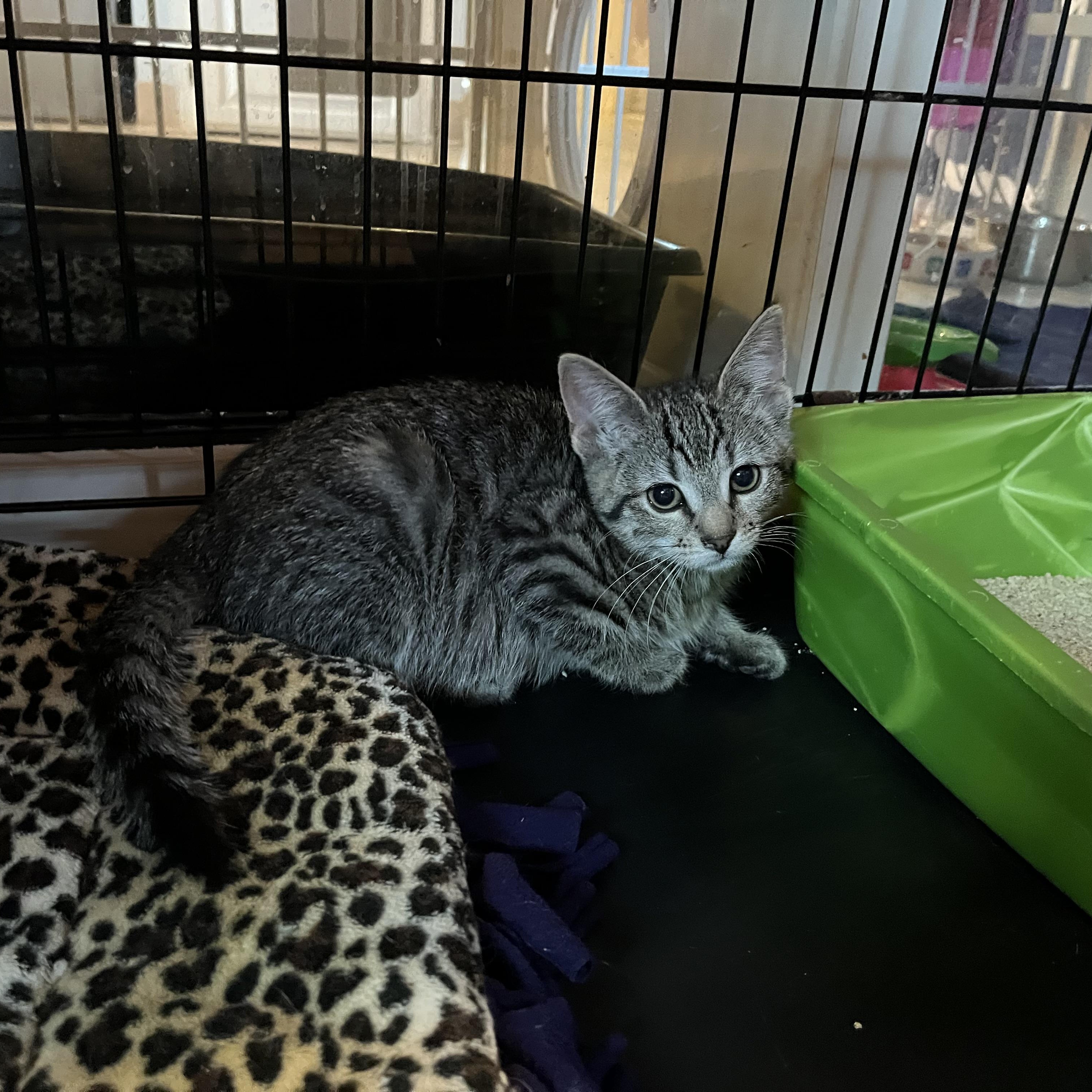 Enlarge Rockie, an adopted Domestic Short Hair in Salisbury, MA image 3/6