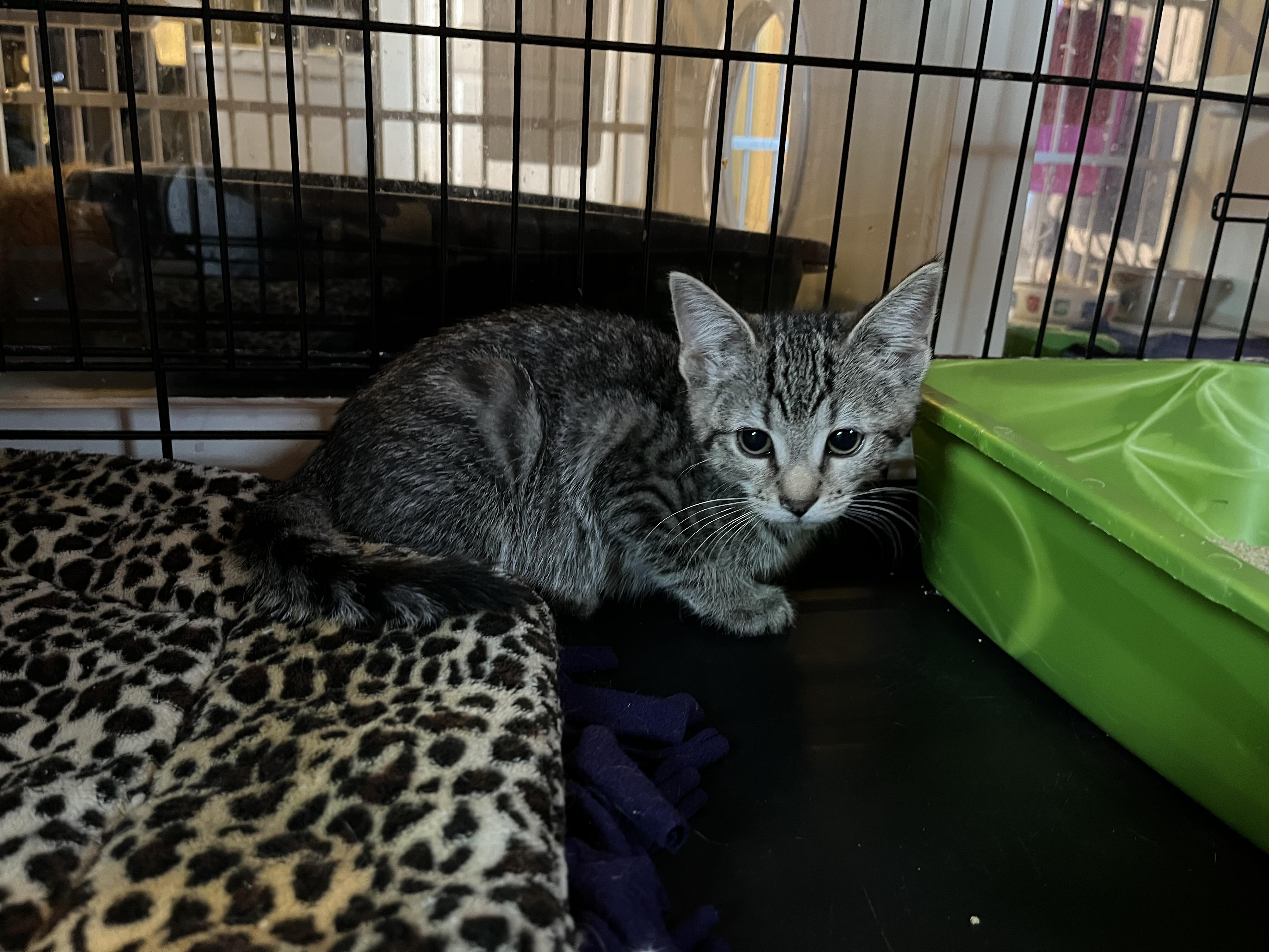 Enlarge Rockie, an adopted Domestic Short Hair in Salisbury, MA image 6/6