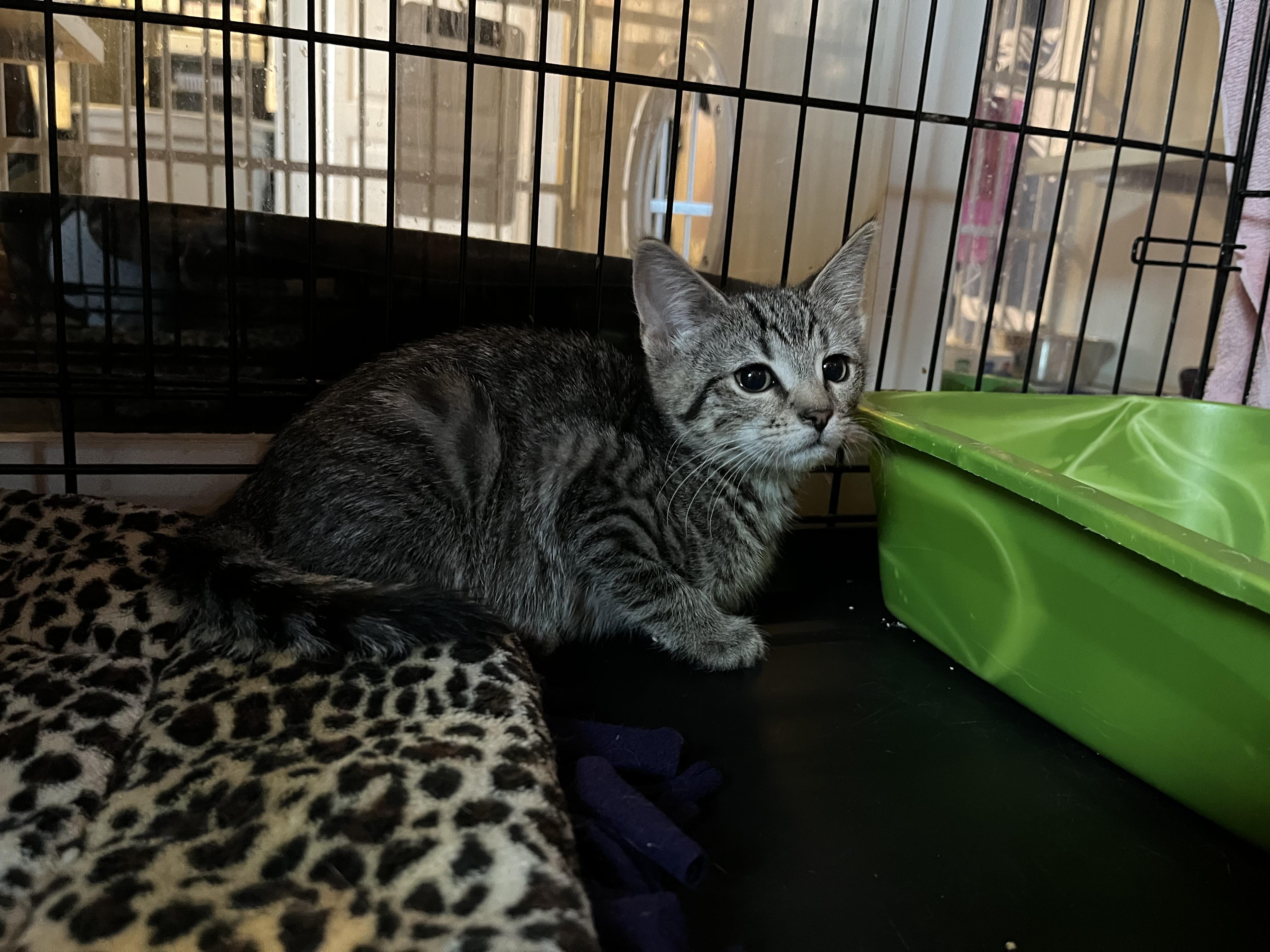 Enlarge Rockie, an adopted Domestic Short Hair in Salisbury, MA image 4/6