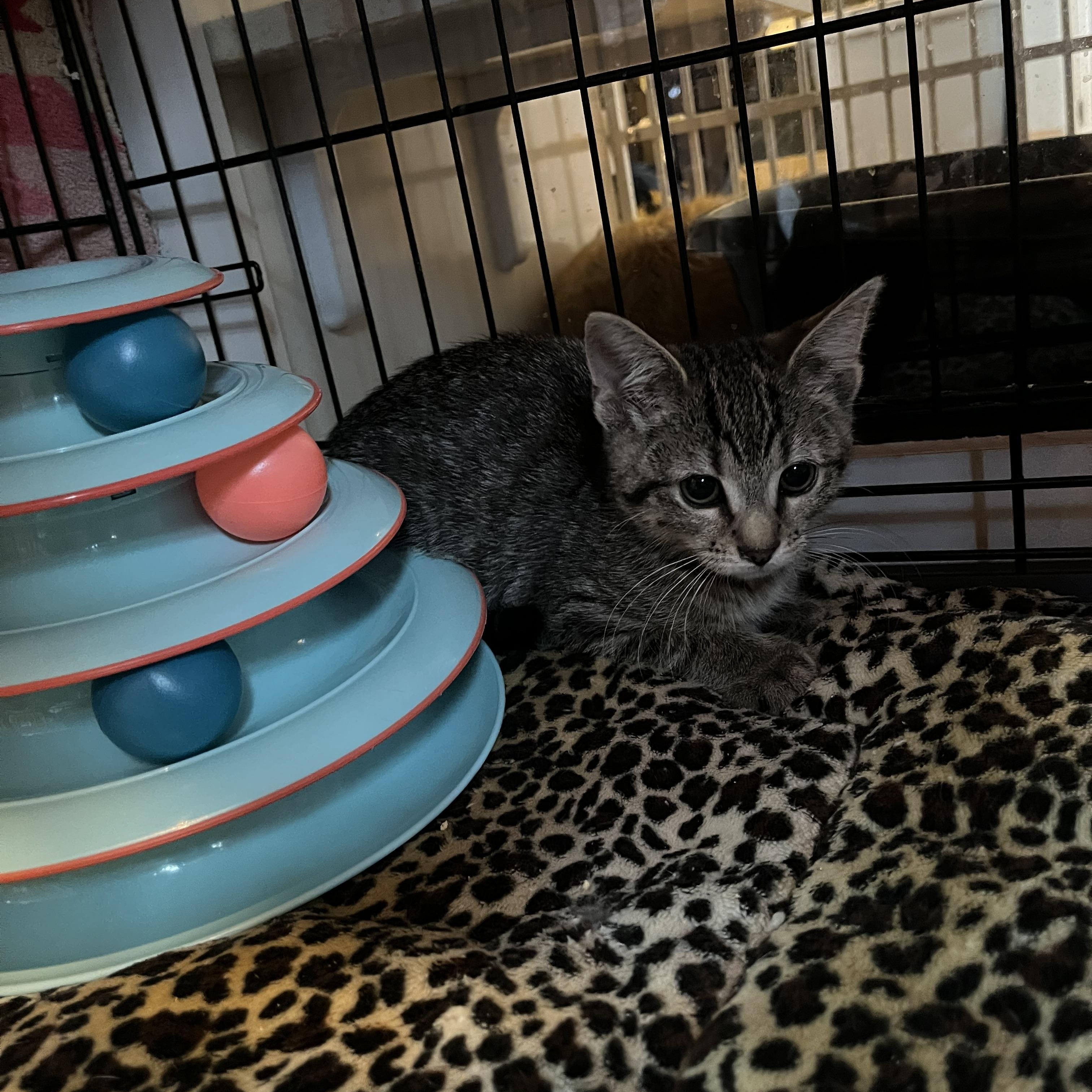 Enlarge Rockie, an adopted Domestic Short Hair in Salisbury, MA image 5/6