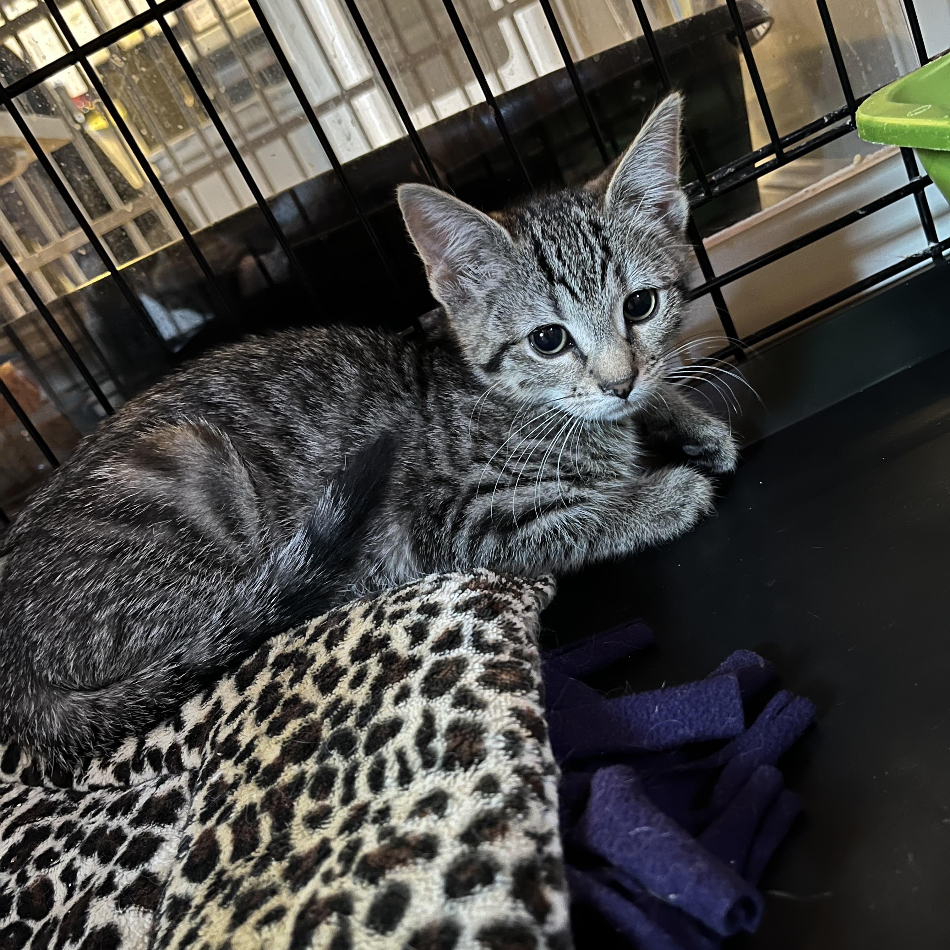 Enlarge Rockie, an adopted Domestic Short Hair in Salisbury, MA image 1/6