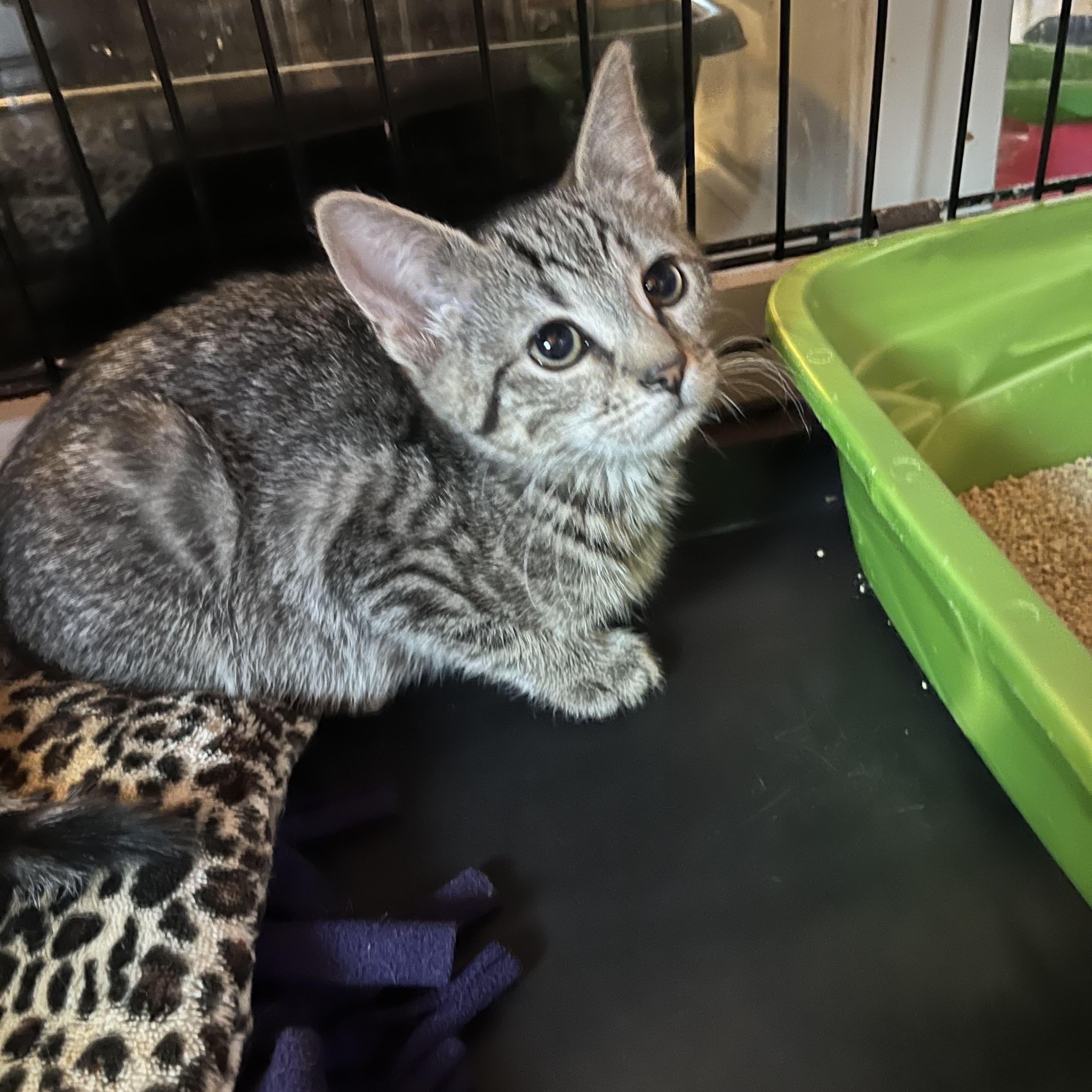 Enlarge Rockie, an adopted Domestic Short Hair in Salisbury, MA image 2/6