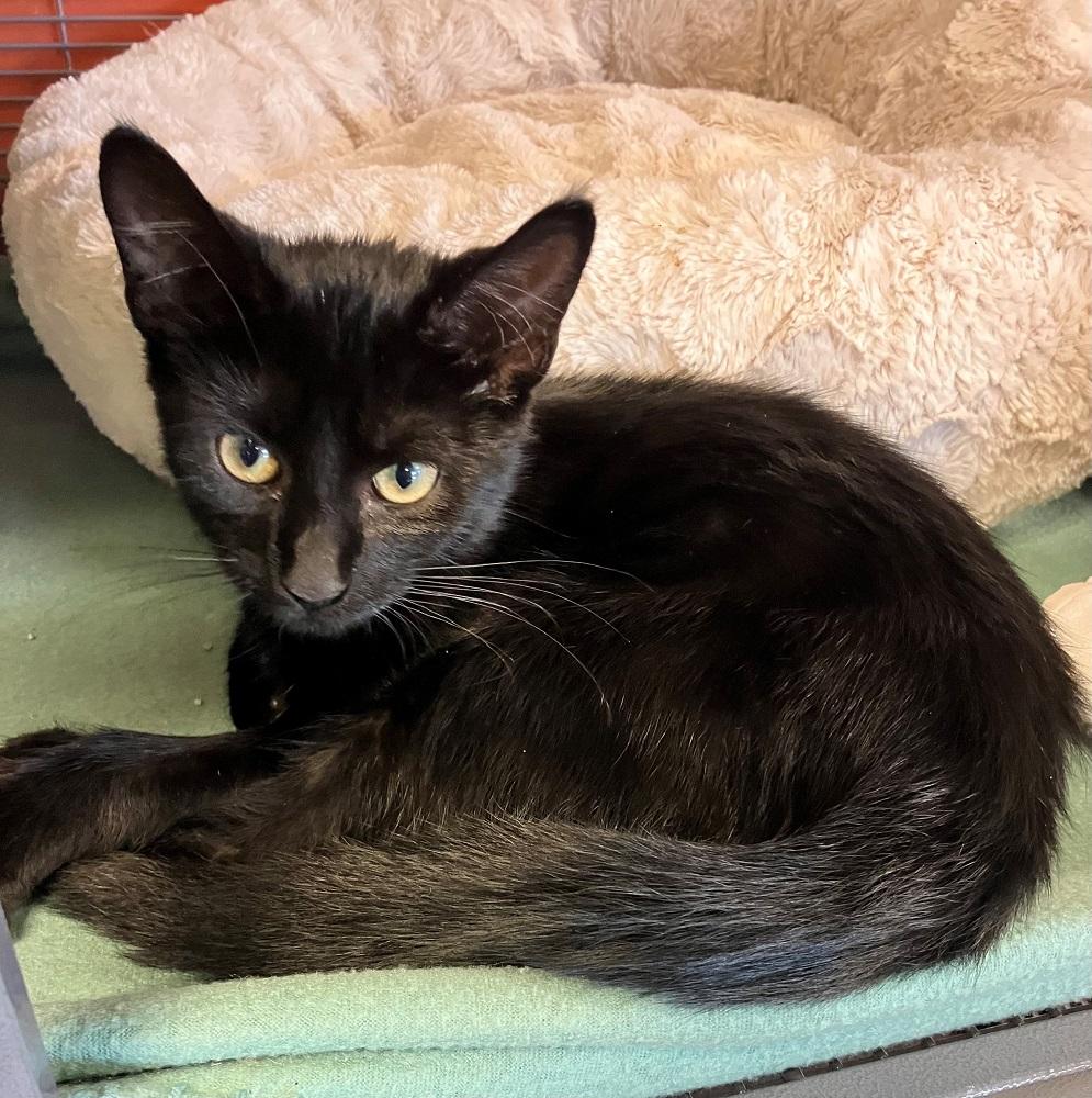 Enlarge Franky, a Adoptable Domestic Short Hair in Mason City, IA image 1/1