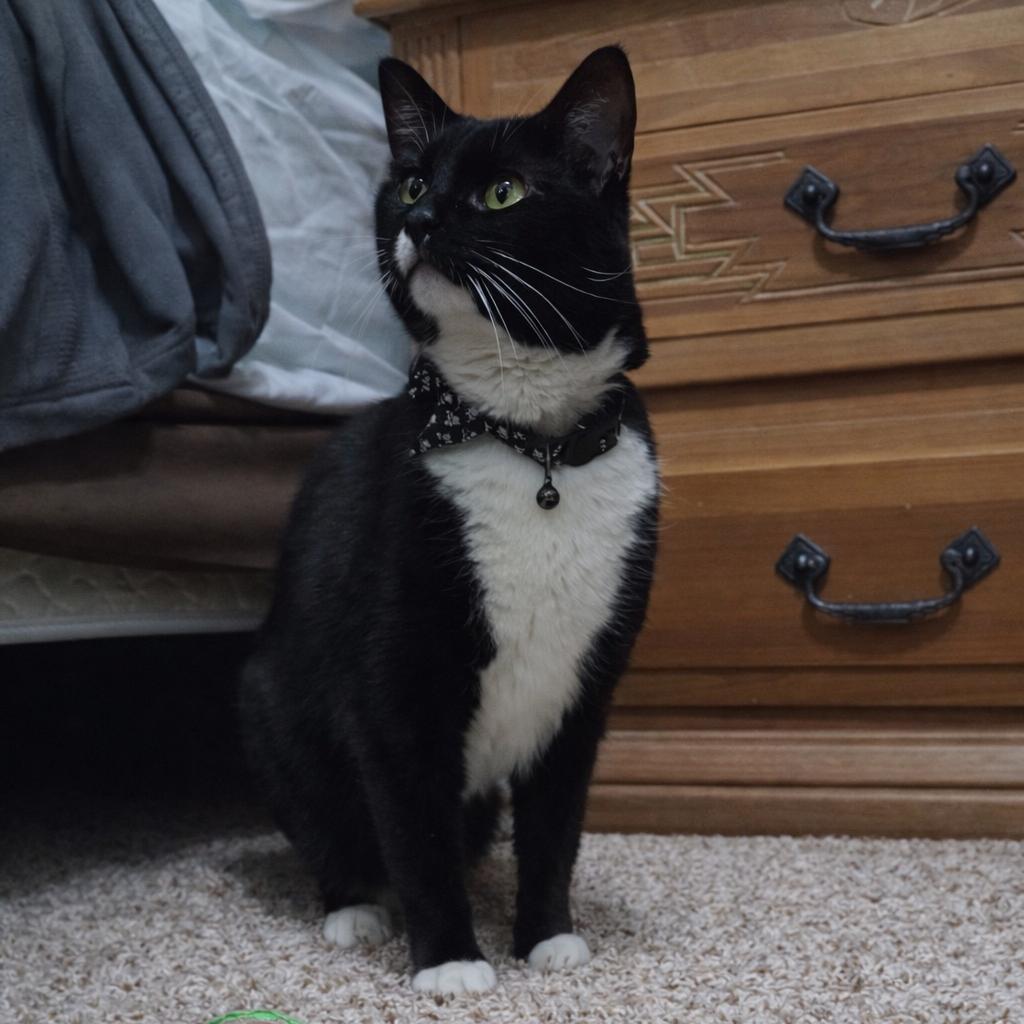 Enlarge Jinx, a Adoptable Domestic Short Hair in Chesapeake, VA image 1/1