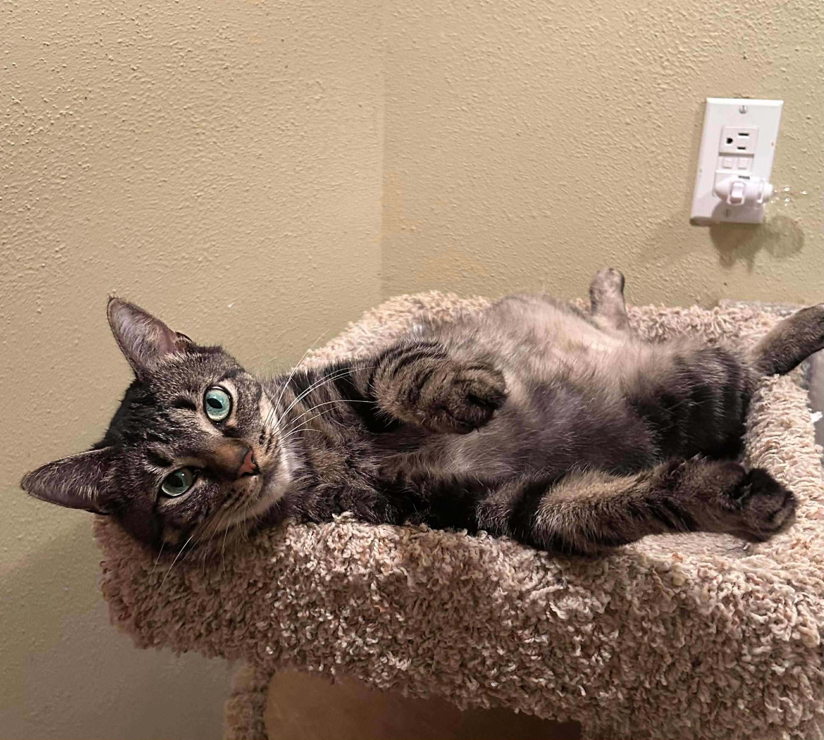 Timmy Girl - 20% off, Adoptable, Adult Female Domestic Short Hair & Tabby.