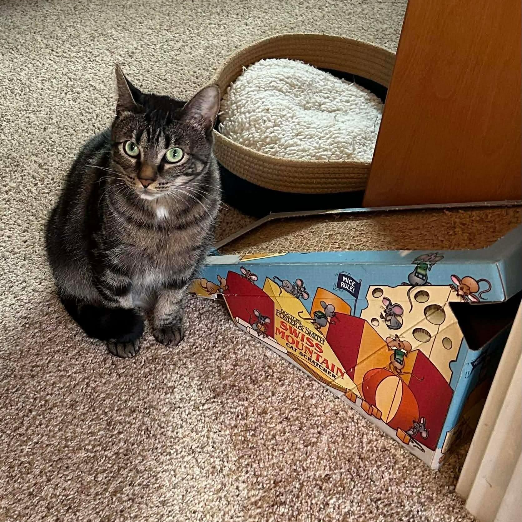 Enlarge Timmy Girl - 20% off, a Adoptable mixed breed in Gladstone, OR image 4/4