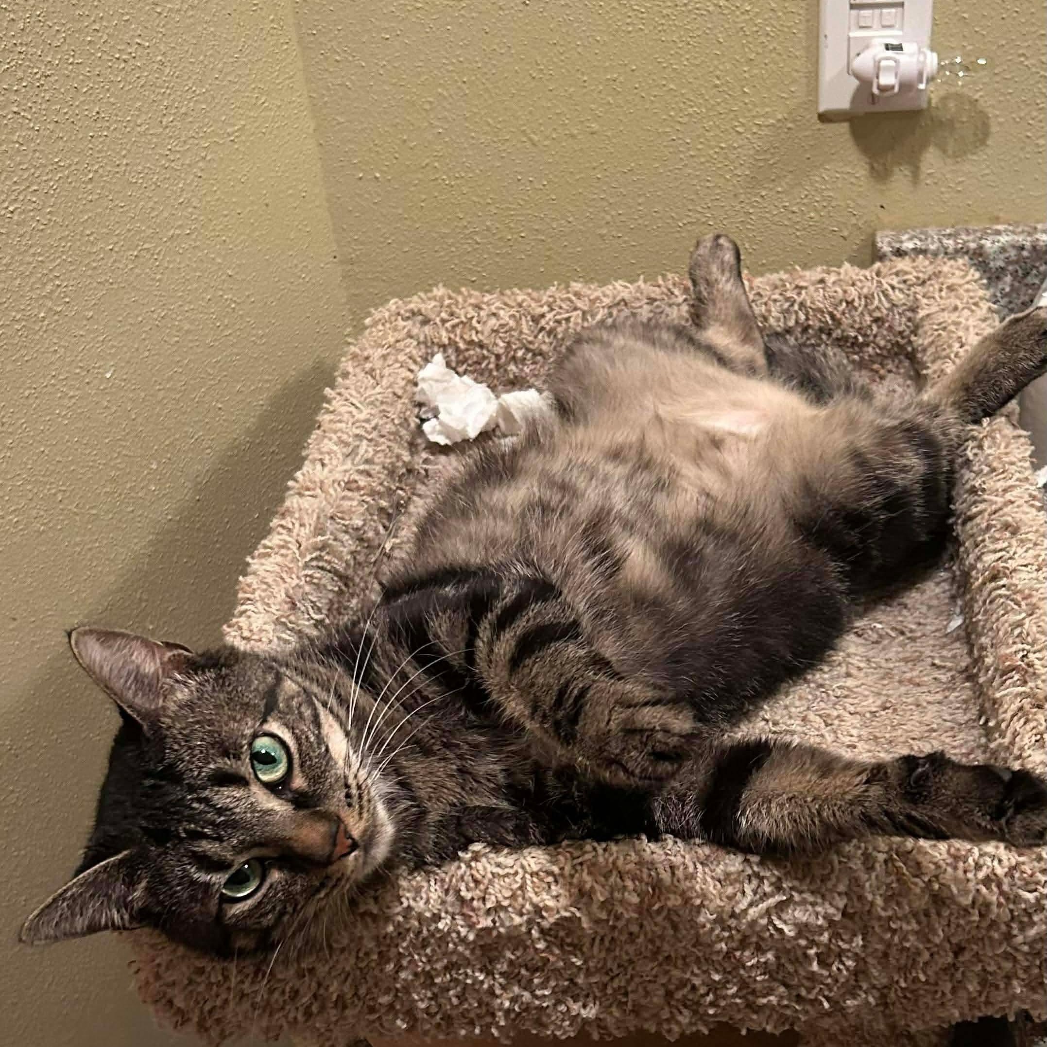 Enlarge Timmy Girl - 20% off, a Adoptable mixed breed in Gladstone, OR image 3/4