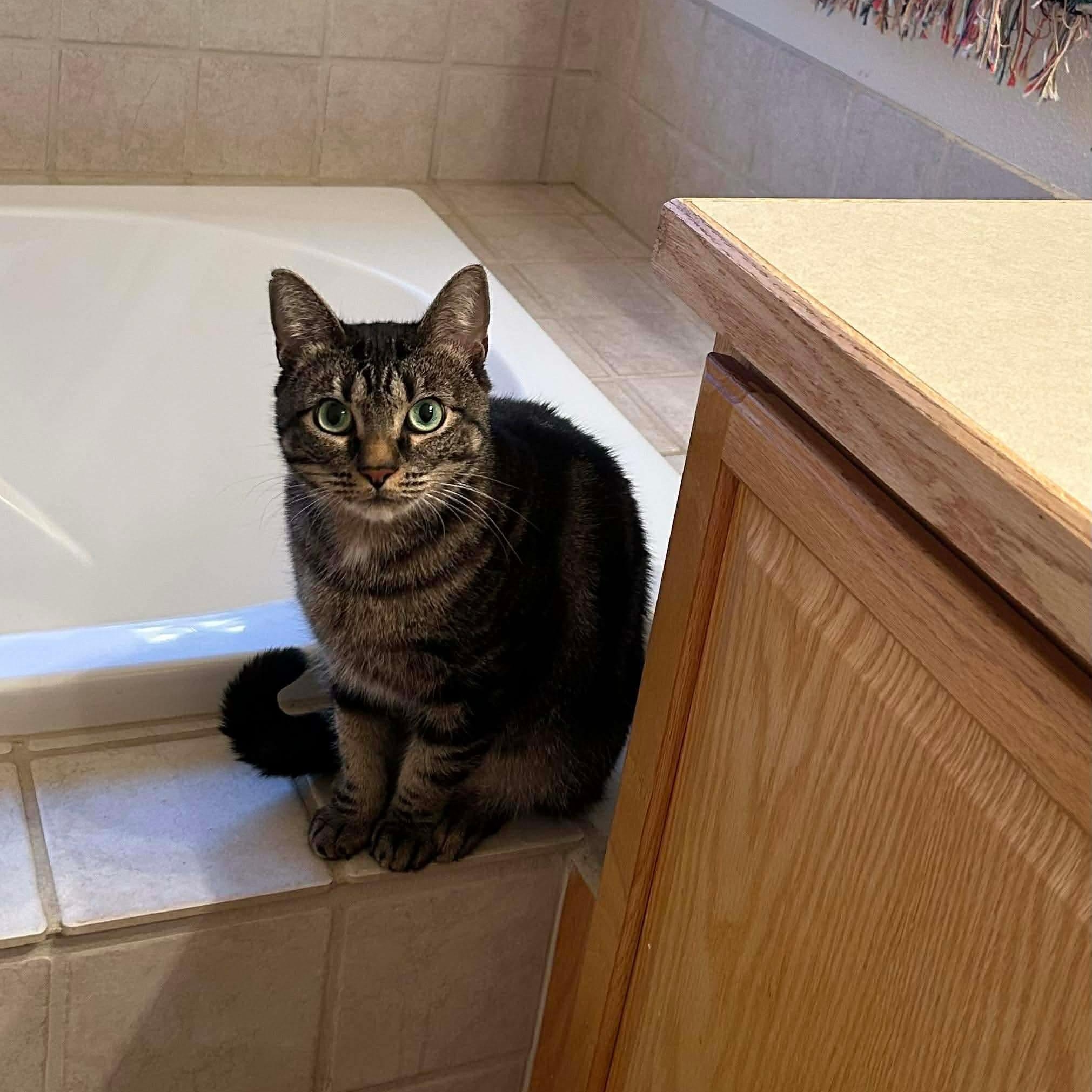 Enlarge Timmy Girl - 20% off, a Adoptable mixed breed in Gladstone, OR image 2/4