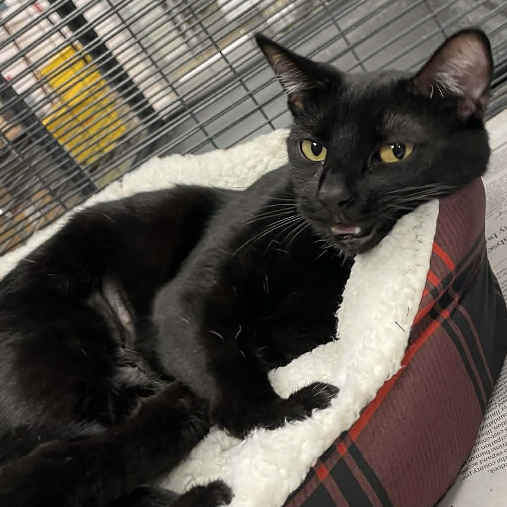 Kiara, ADOPTABLE, Adult Female Domestic Short Hair.