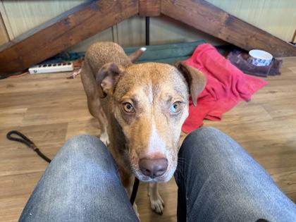Enlarge Tina, a Adoptable mixed breed in Madison, NJ image 2/3