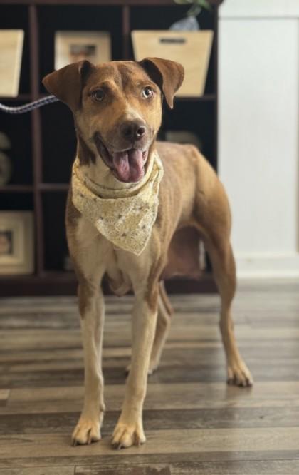 Enlarge Tina, a Adoptable mixed breed in Madison, NJ image 3/3