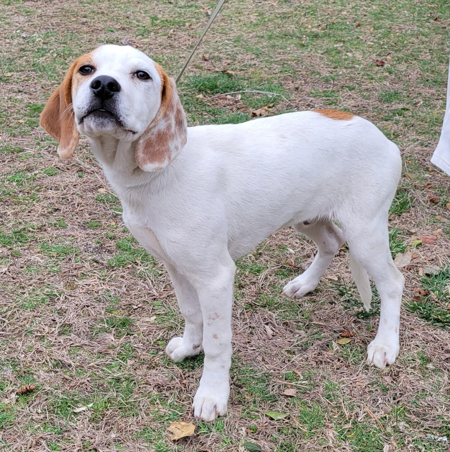 Enlarge Ike, an adopted mixed breed in Elwood, NJ image 4/6