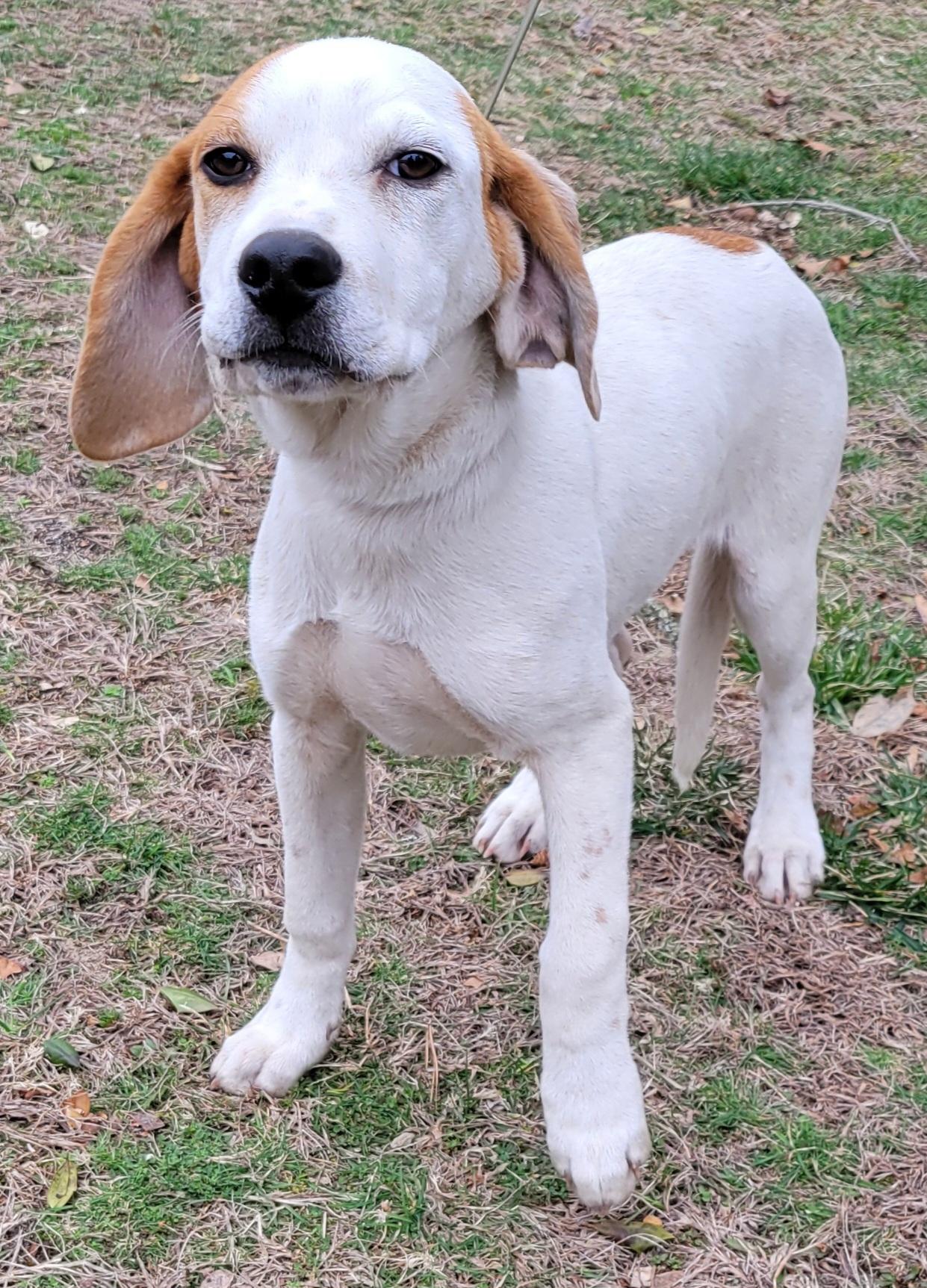 Enlarge Ike, an adopted mixed breed in Elwood, NJ image 6/6