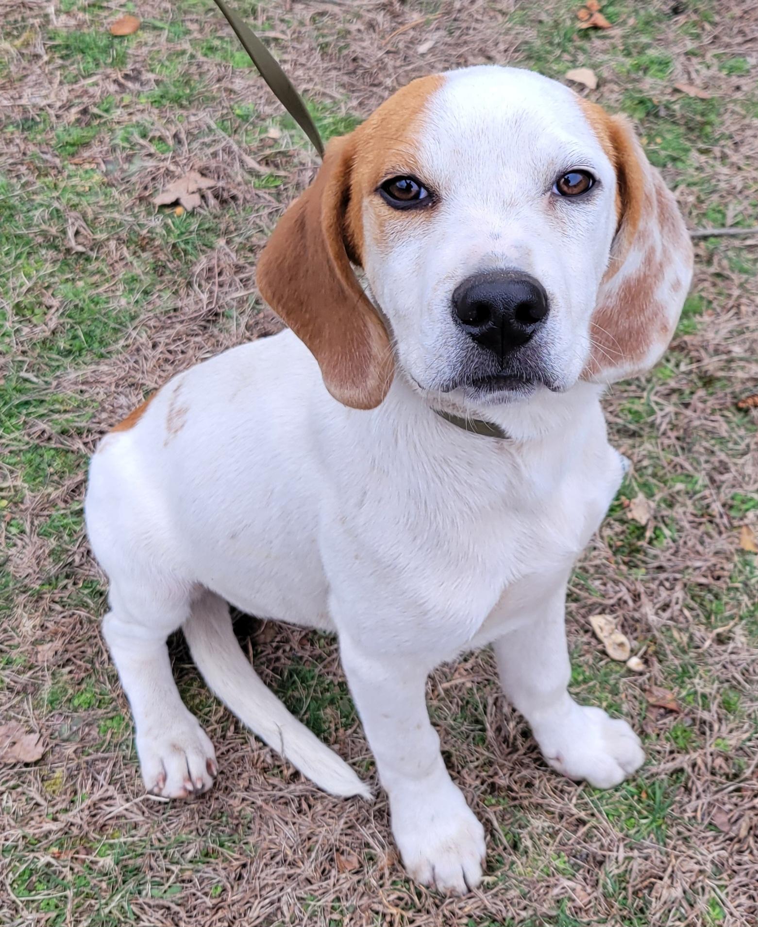 Enlarge Ike, an adopted mixed breed in Elwood, NJ image 2/6