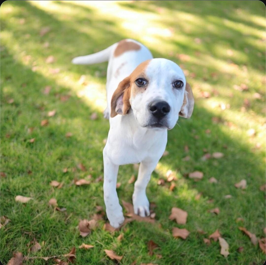 Ike, Adoptable, Puppy Male Coonhound & Beagle.