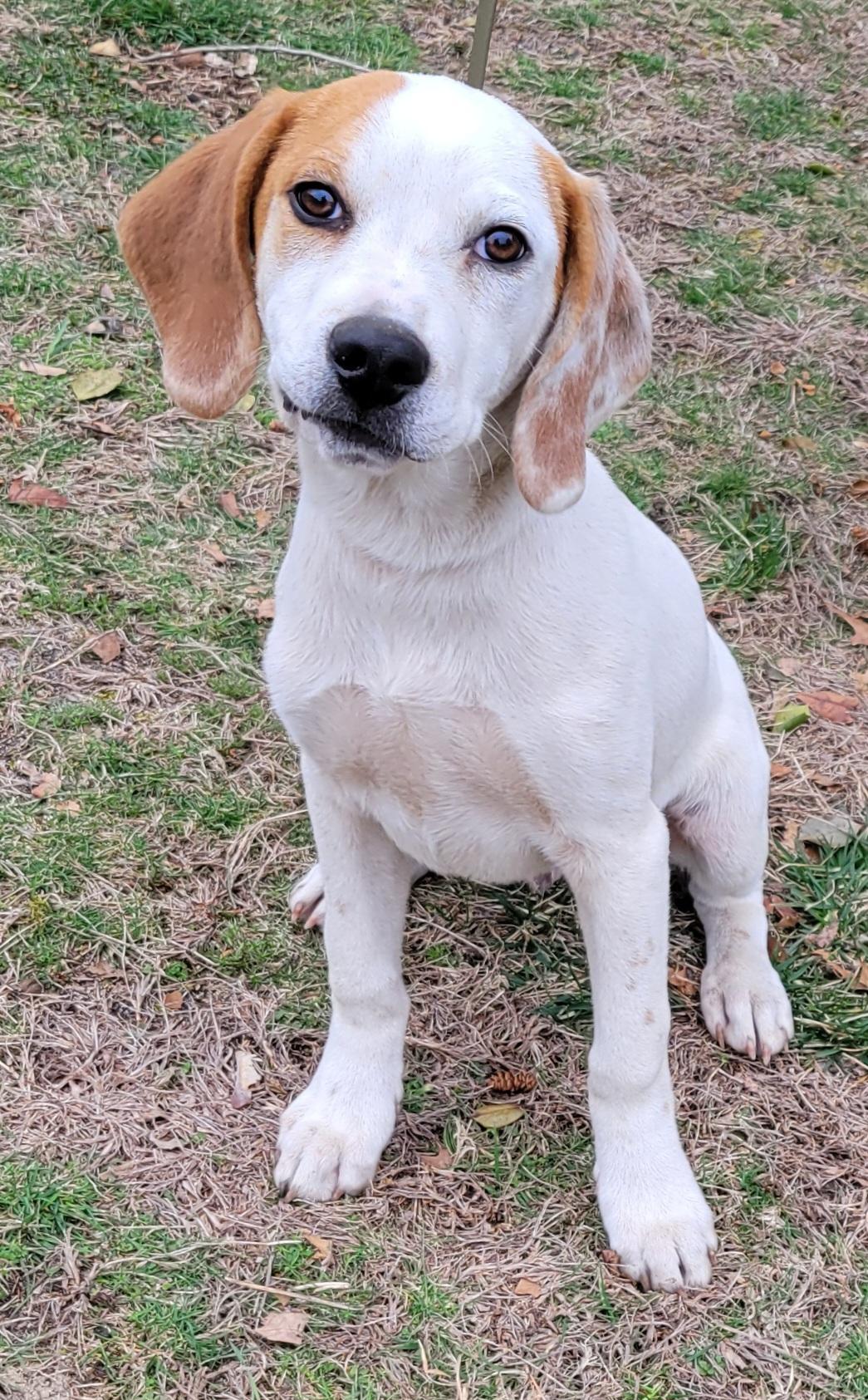 Ike, adopted, Puppy Male Coonhound & Beagle.