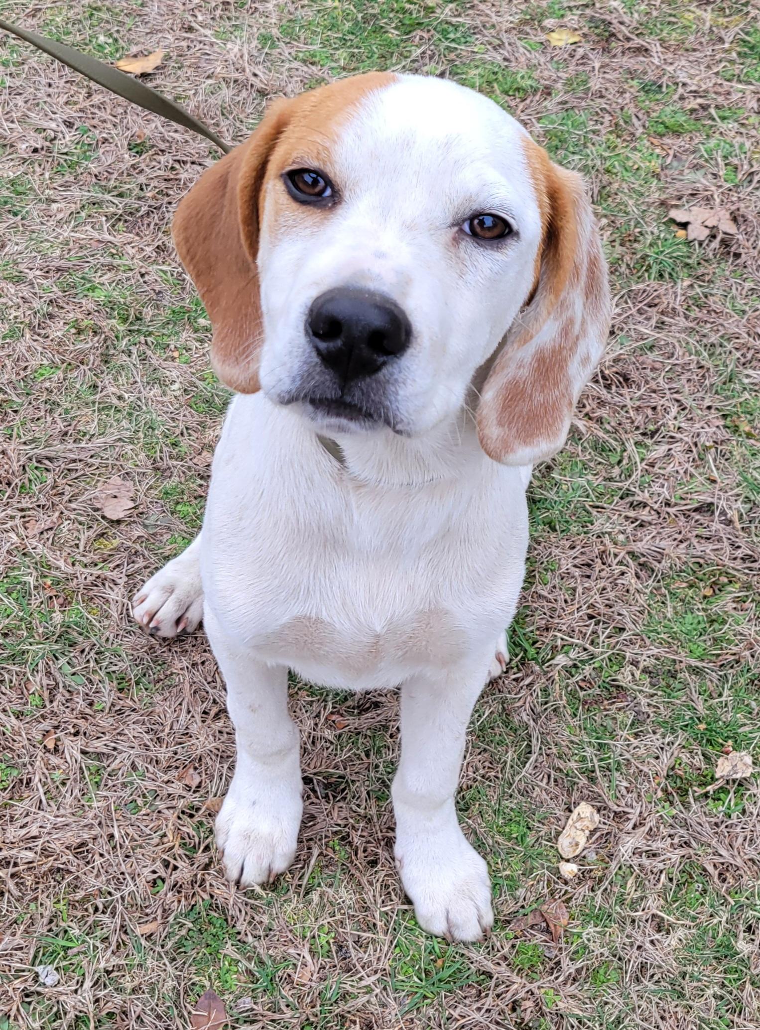Enlarge Ike, an adopted mixed breed in Elwood, NJ image 5/6