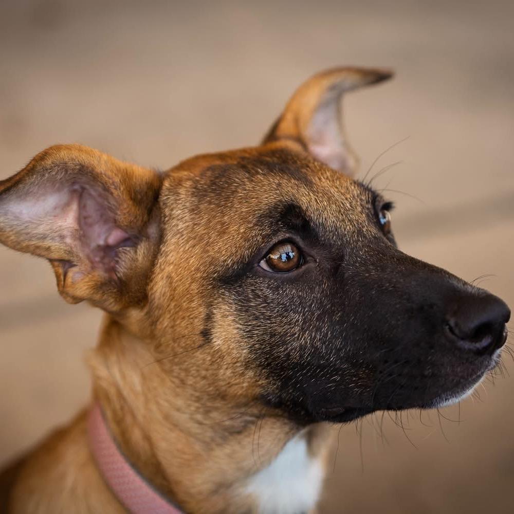 Harmony, Adoptable, Young Female Belgian Shepherd / Malinois.