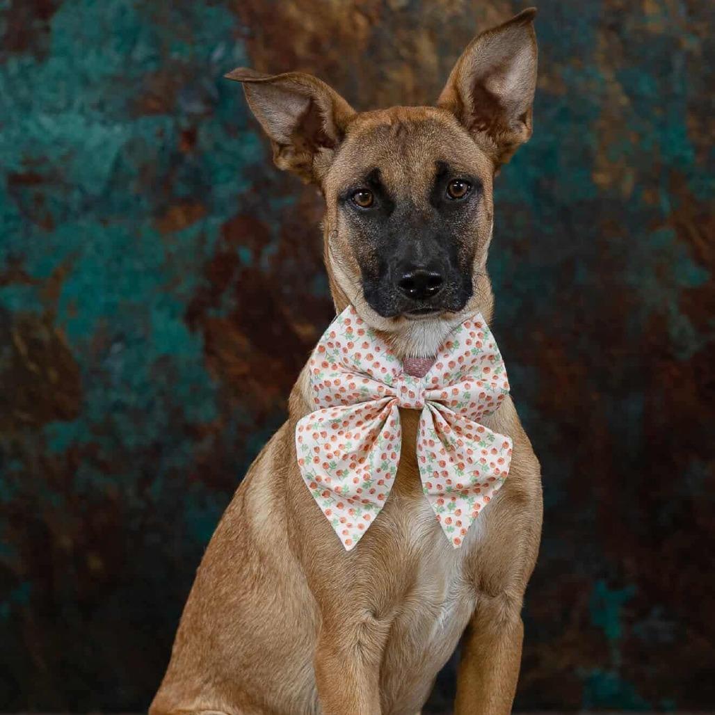 Enlarge Harmony, a Adoptable mixed breed in Tulsa, OK image 3/6