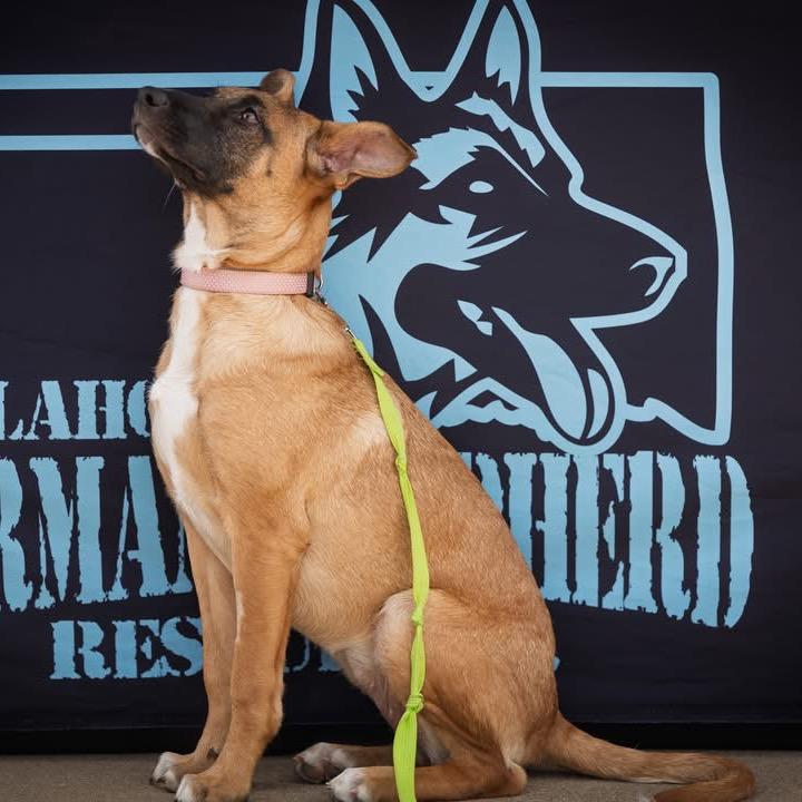 Enlarge Harmony, a Adoptable mixed breed in Tulsa, OK image 3/6